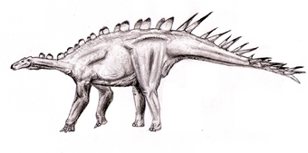 Dacenturus