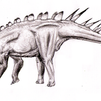 Dacentrurus Fossil Wiki Fandom