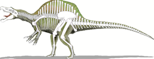 Spinosaurus skeleton.svg