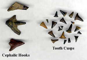 Hybodus teeth and spines