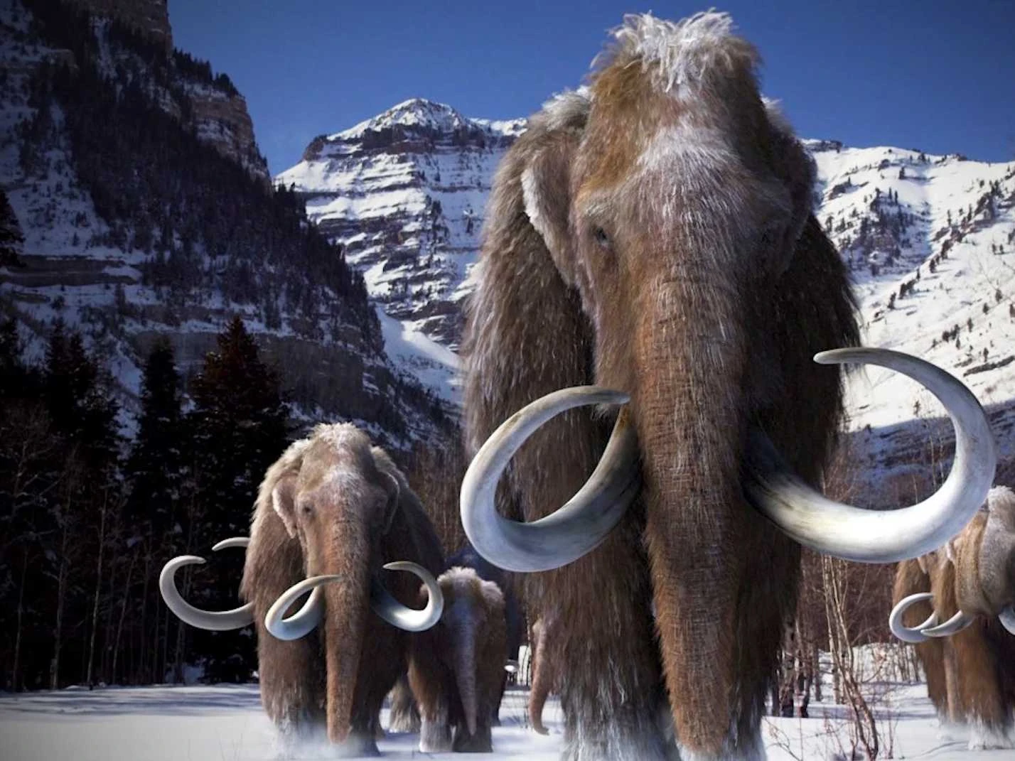 Woolly Mammoth | Fossil Wiki | FANDOM powered by Wikia