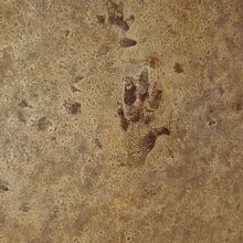 Trace Fossil Fossil Wiki Fandom