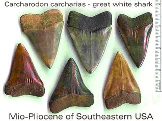 C.carcharias overview