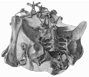 Dacentrurus Fossil Wiki Fandom