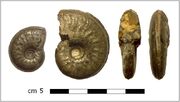 Harpoceras elegans
