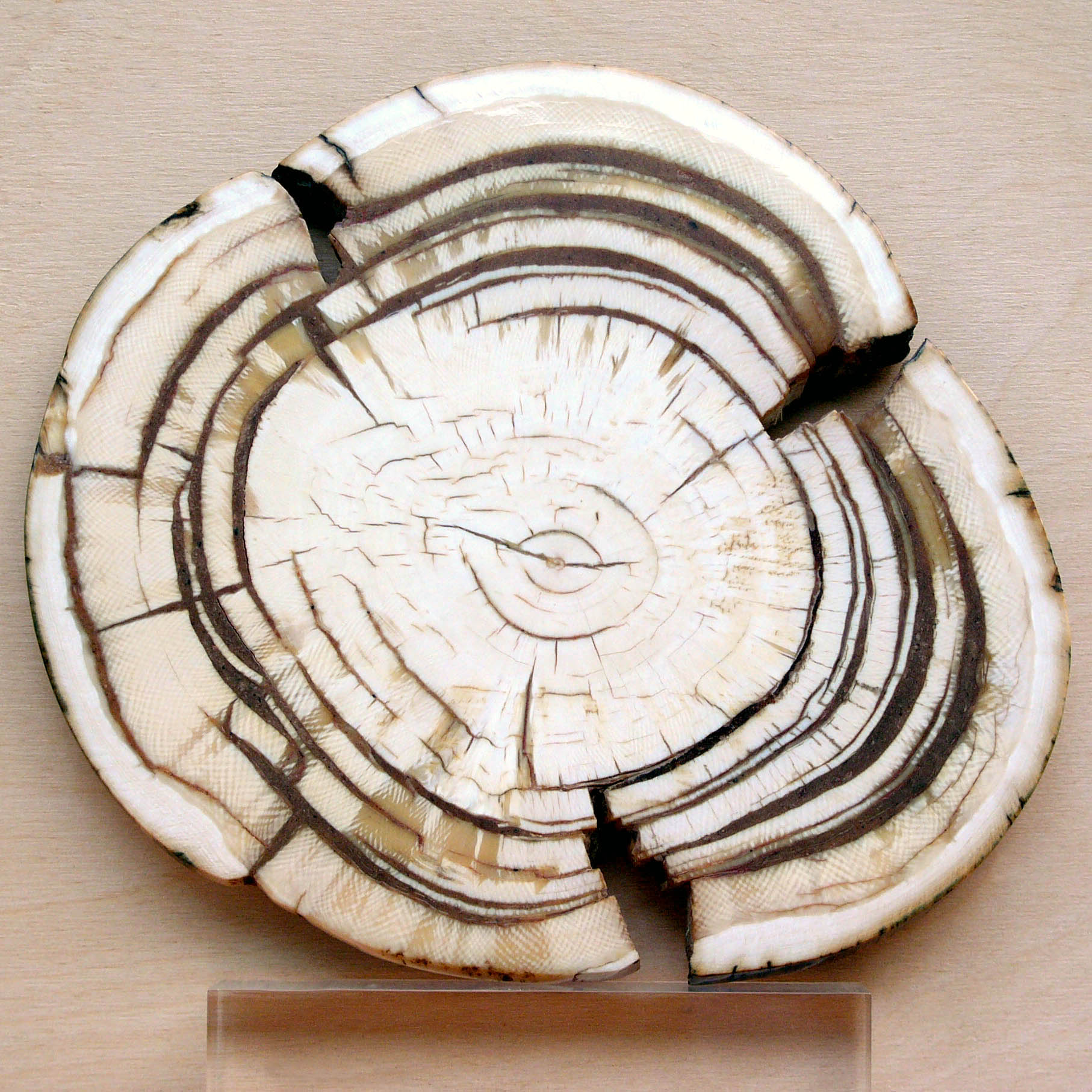 Teeth | Fossil Wiki | FANDOM powered by Wikia
