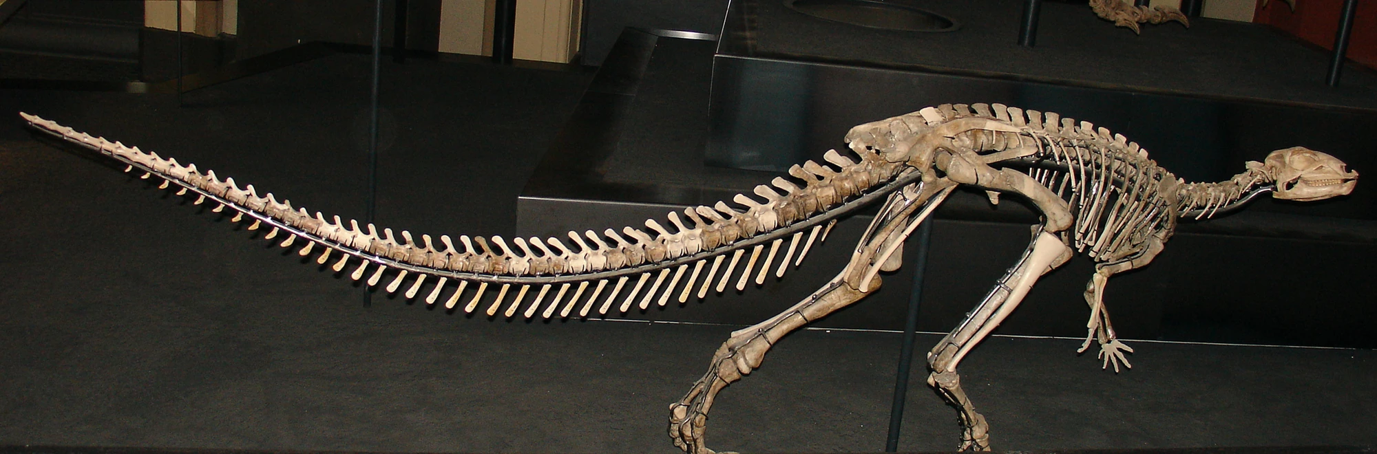 Dryosaurus Fossil Wiki Fandom