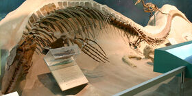 Tylosaurus proriger