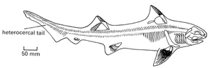 Hybodont