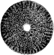 Labyrinthodon Mivart