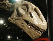 Omeisaurus tianfuensis2