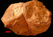 Rudistbivalve1