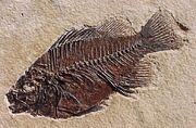 Priscacara liops2