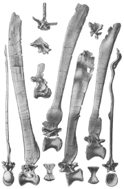 Vértebras de Spinosaurus