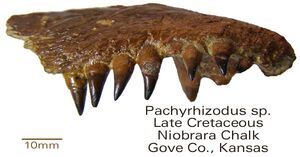 Pachyrhuzodus sp. Niobrara chalk fm.1