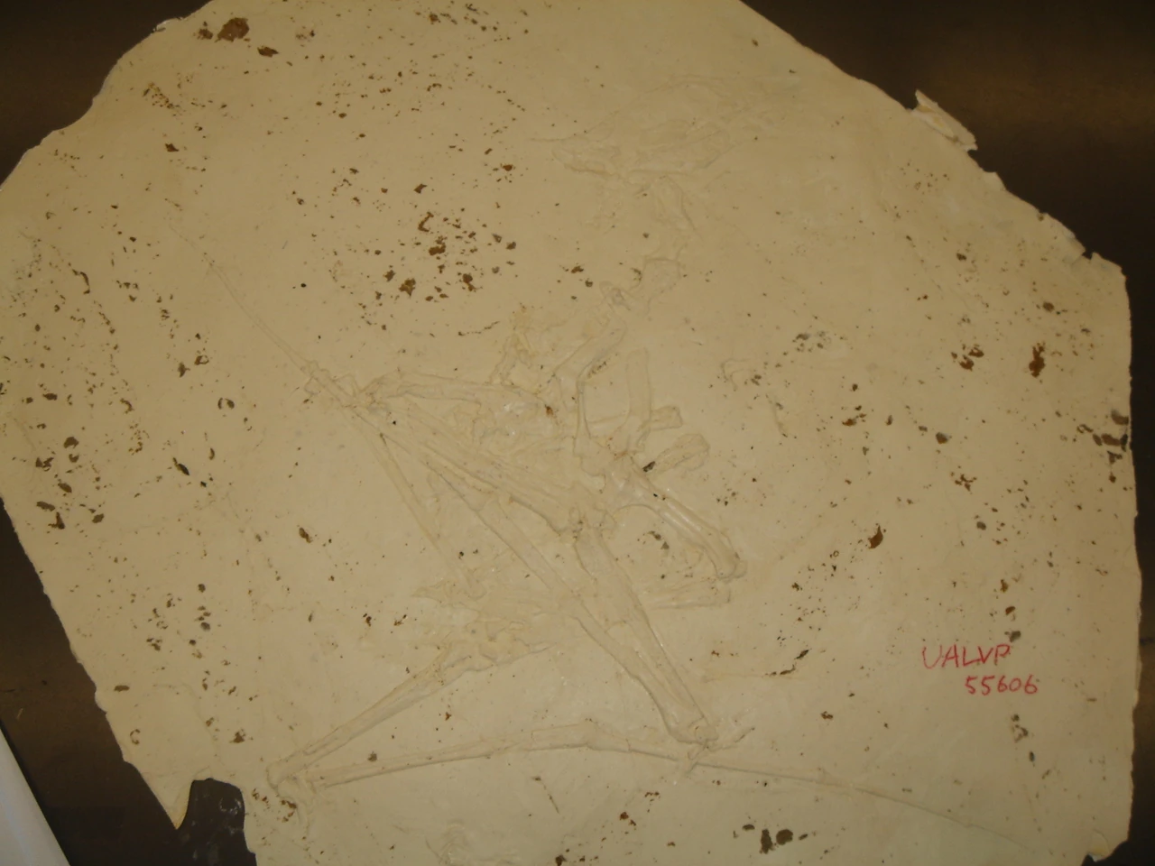 Sinopterus Fossil Wiki FANDOM powered by Wikia