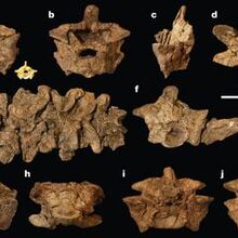 Titanoboa Fossil Wiki Fandom