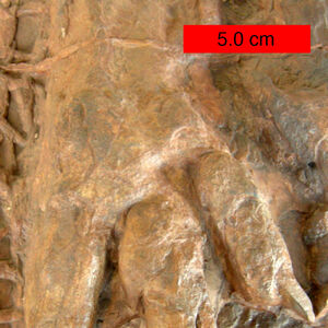 Eubrontes Fossil Wiki Fandom