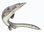 Platecarpus1DB