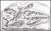 Original mosasaur illustr.