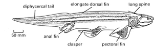 Xenacanthus | Fossil Wiki | FANDOM powered by Wikia