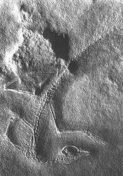 Cosesaurus1