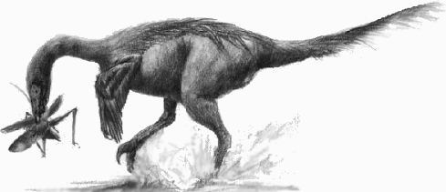 troodon fossil