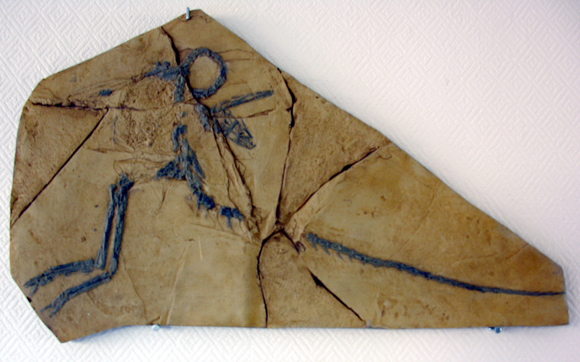 compsognathus skeleton