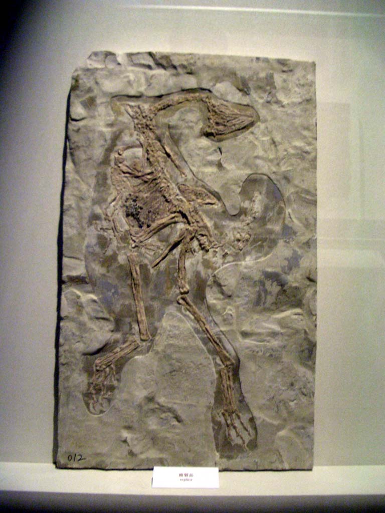 caudipteryx fossil