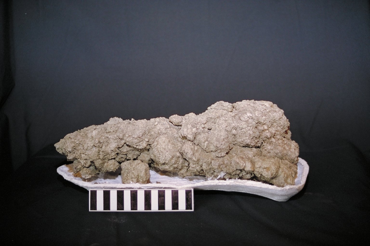 fossilized animal dung