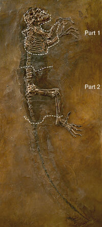 Darwinius masillae slab1