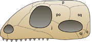 Skull synapsida 1