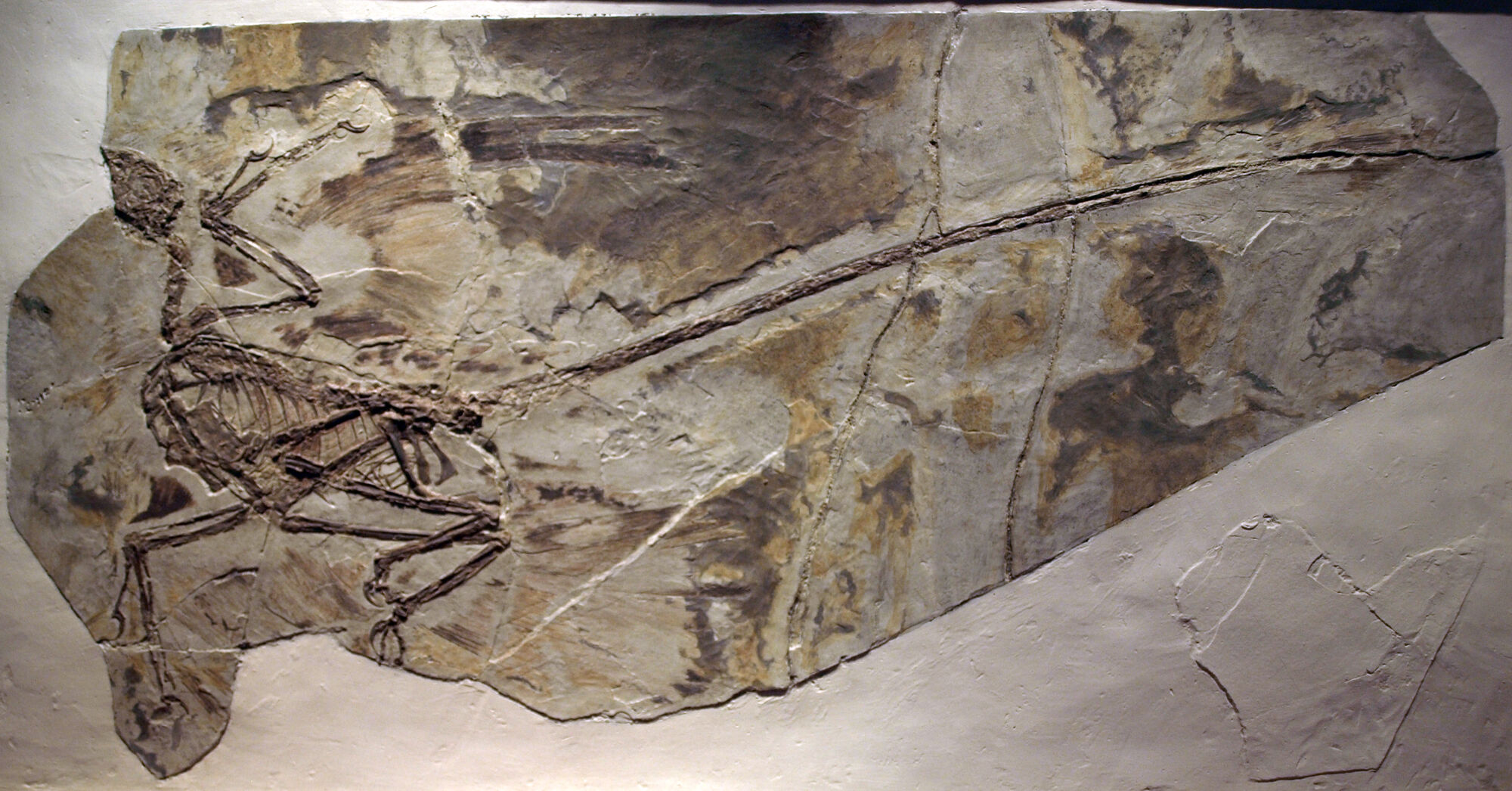 microraptor fossil for sale
