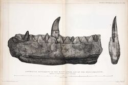 Buckland, mandíbula Megalosaurus