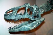 Allosaurus-crane