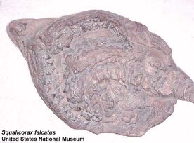 Squalicorax falcatus skull1