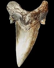C.askuatics