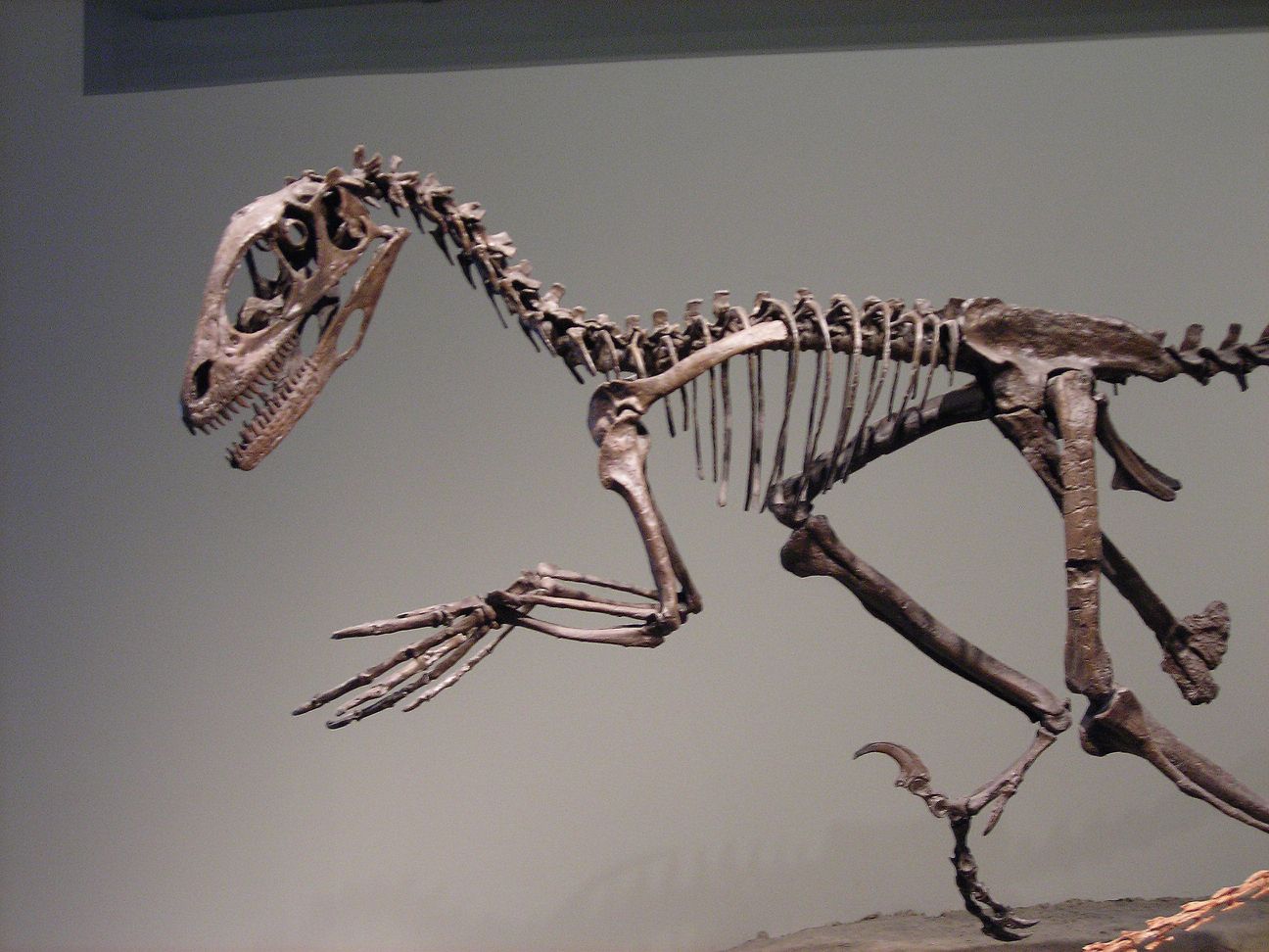 deinonychus fossil for sale