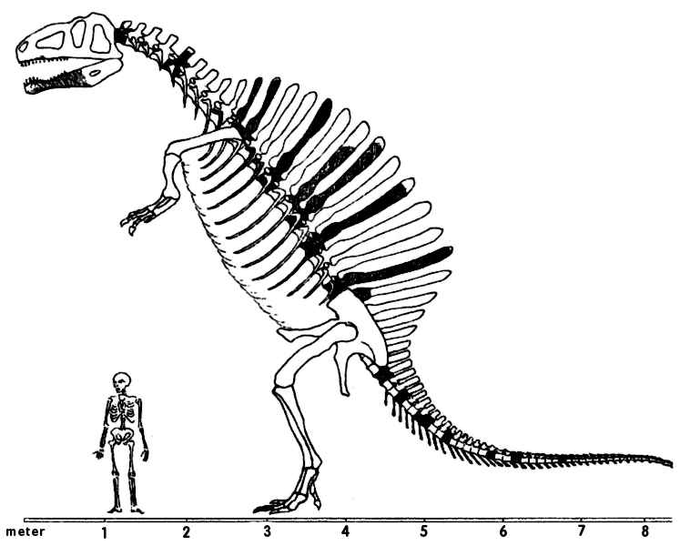 Image Spinosaurus skeleton scale.png Fossils and Archeology Mod