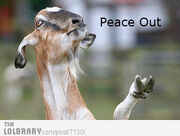 Peace out