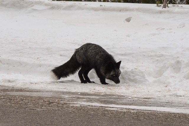 Village of the black fox прохождение