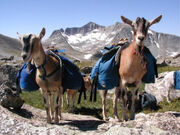 Displaced goats