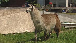 Llama
