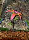 Planterose
