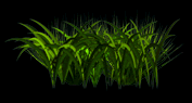 Herbe