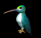 Colibri