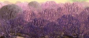 Corail terrestre de Rugosa