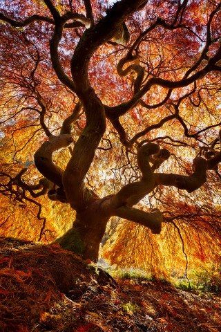 Magic-tree-1354236689 b