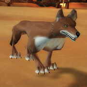 Coyote