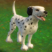 Dot